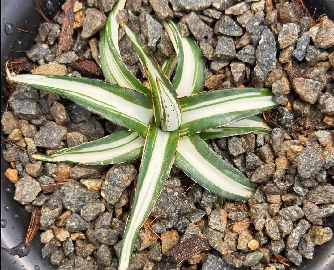 plant Aeonium Echeveria Haworthia  Caudex  Lithops Cactus  Agave 