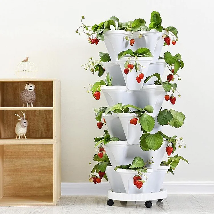 strawberry plants in pots