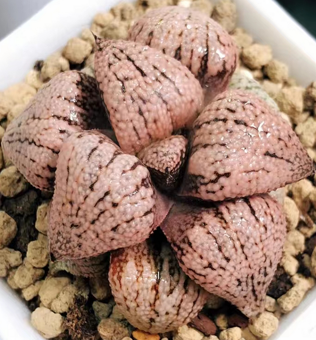 plant Aeonium Echeveria Haworthia  Caudex  Lithops Cactus  Agave 