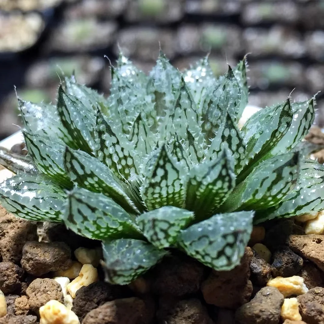 plant Aeonium Echeveria Haworthia  Caudex  Lithops Cactus  Agave 