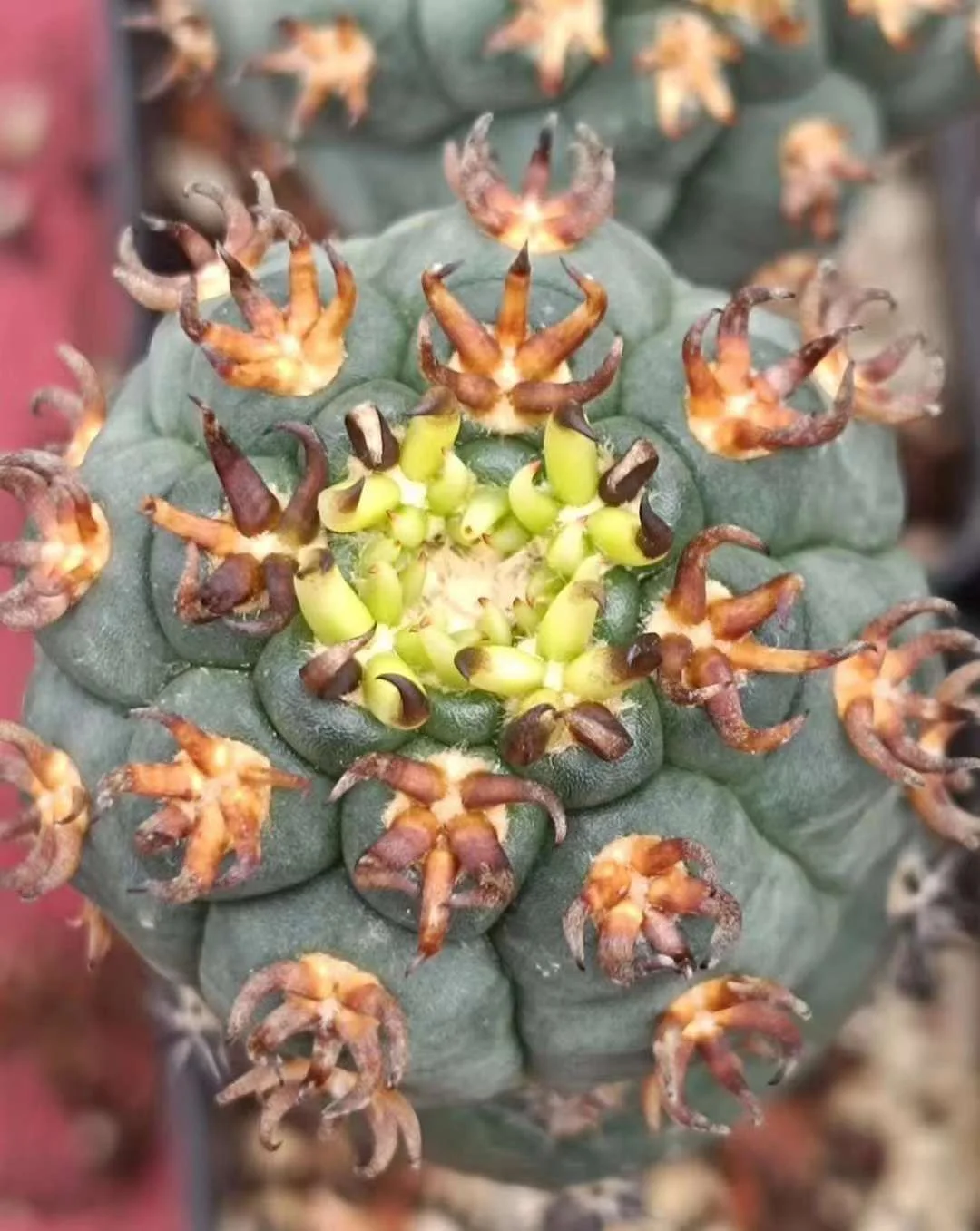 plant Aeonium Echeveria Haworthia  Caudex  Lithops Cactus  Agave 