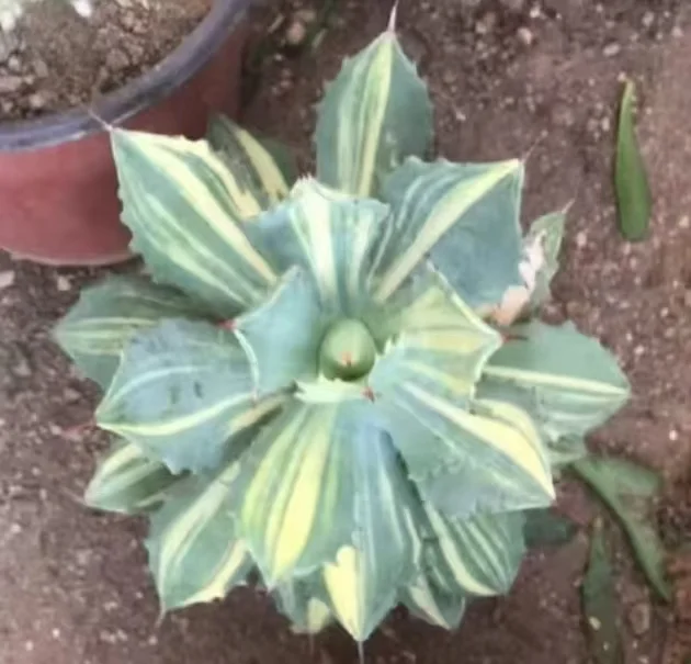 plant Aeonium Echeveria Haworthia  Caudex  Lithops Cactus  Agave 