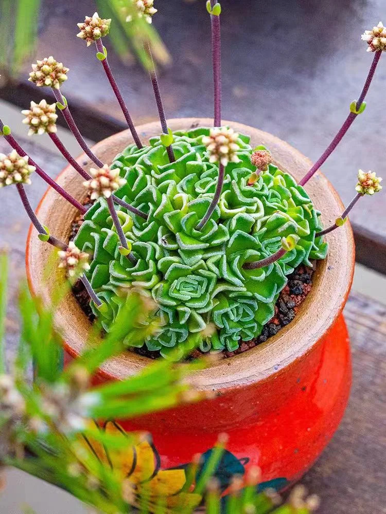 557. Echeveria  Crassula susannae. cluster 5-6cm/Echeveria / Succulent plants / Garden landscape / Carefully select healthy plants
