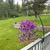 LAST DAY 50% OFF🌺hanging morning glory– Perfect home garden decoration 