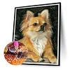 Perle De Chien - Rond Diamant Peinture40X50CM