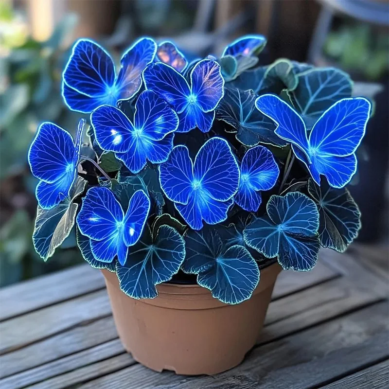 Moonlight Butterfly Begonia - sapphires