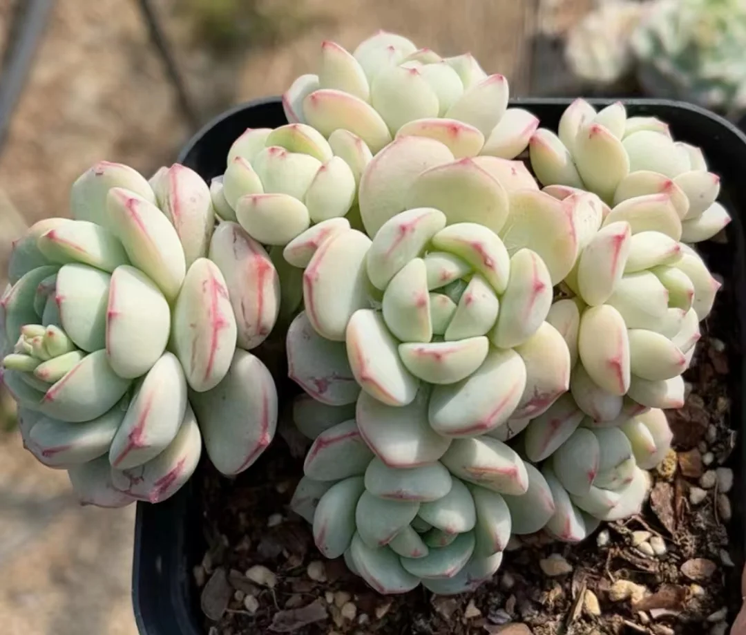 490.Echeveria   Vanilla bis. single head and cluster/ Echeveria /  Succulent plants / Garden landscape / Carefully select healthy plants