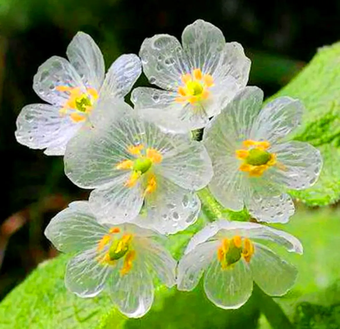 Crystal Flower Seeds
