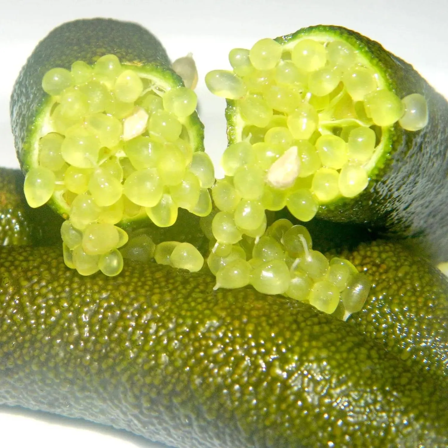 Finger Lime Seeds-Citrus Australasica