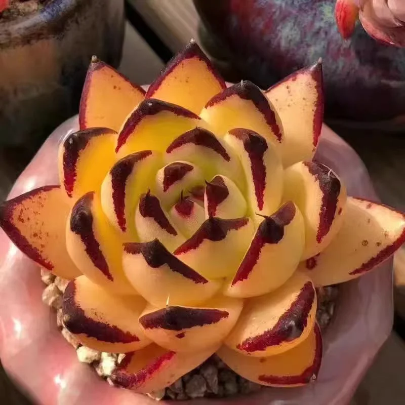 plant Aeonium Echeveria Haworthia  Caudex  Lithops Cactus  Agave 