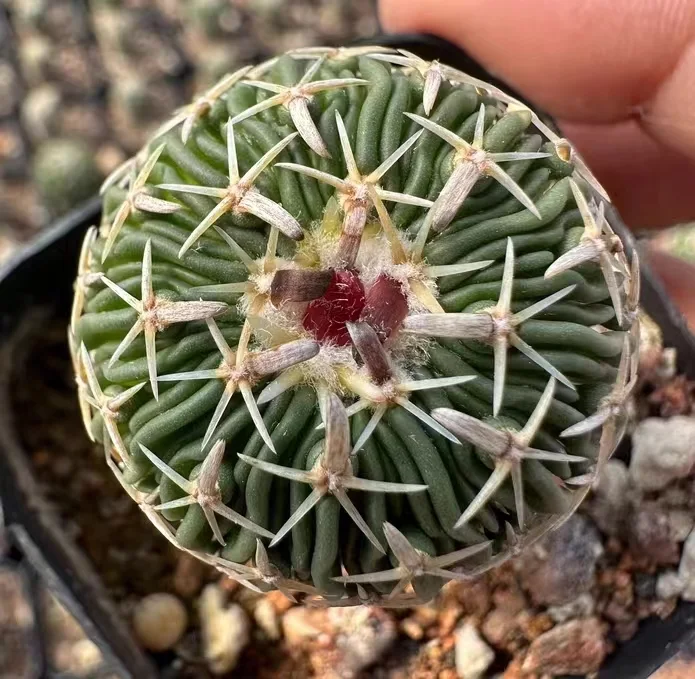 plant Aeonium Echeveria Haworthia  Caudex  Lithops Cactus  Agave 