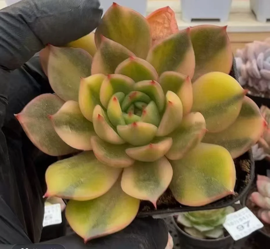 plant Aeonium Echeveria Haworthia  Caudex  Lithops Cactus  Agave 