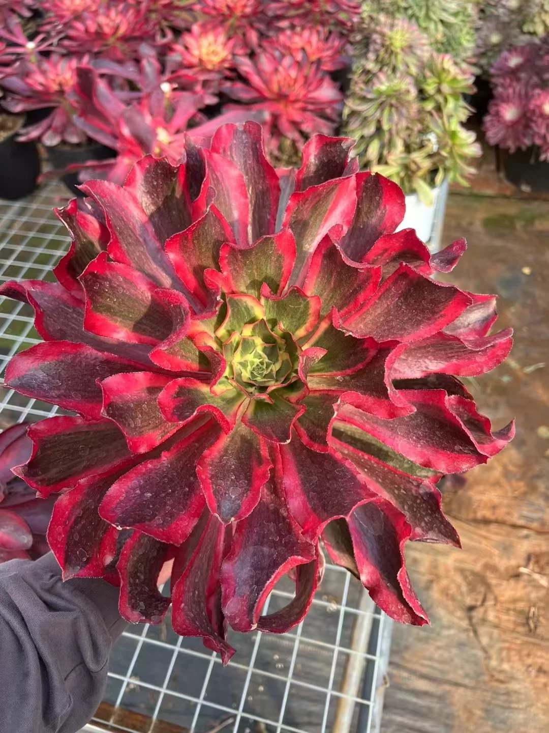 907. Phantom cluster 15-18cm/ Aeonium cluster /Aeonium plants/  Succulent plants / Garden landscape / Carefully select healthy plants