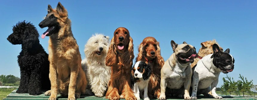 15 Best Dog Breeds for Families and Kids