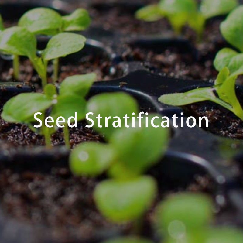 Seed Stratification