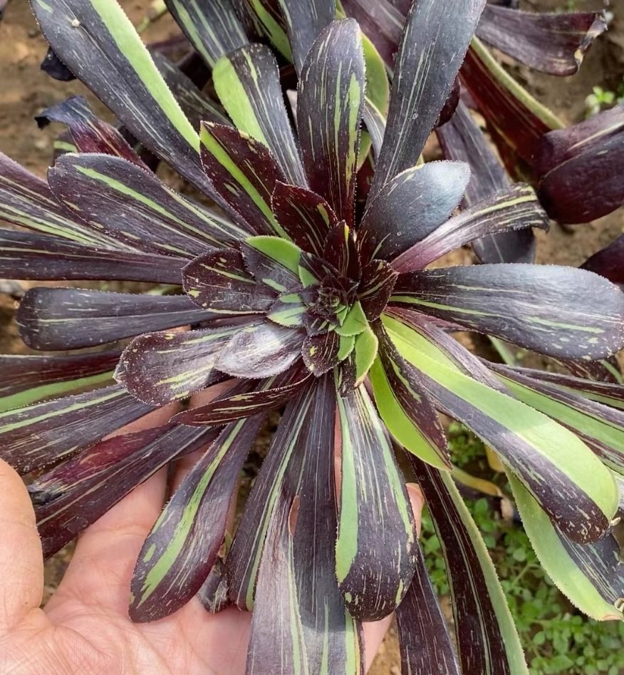 plant Aeonium Echeveria Haworthia  Caudex  Lithops Cactus  Agave 