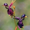 Rare Japanese monkey face orchid DIY home garden plants pot bonsai flowers  200pcs man orchid Multiple varieties