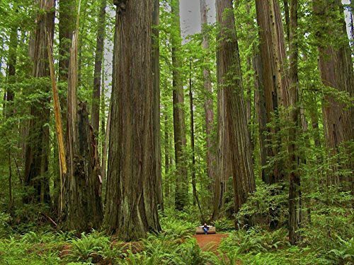 

Giant Redwood Trees – Paint By Numbers - 40*50CM, 501 Original