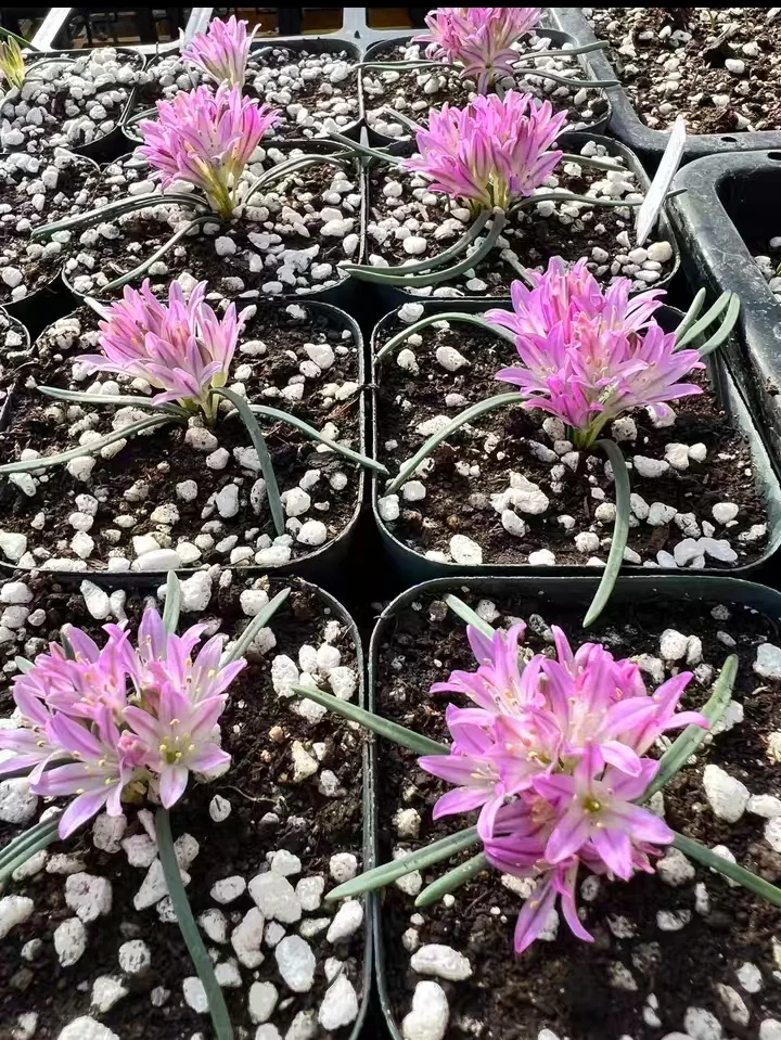 plant Aeonium Echeveria Haworthia  Caudex  Lithops Cactus  Agave 