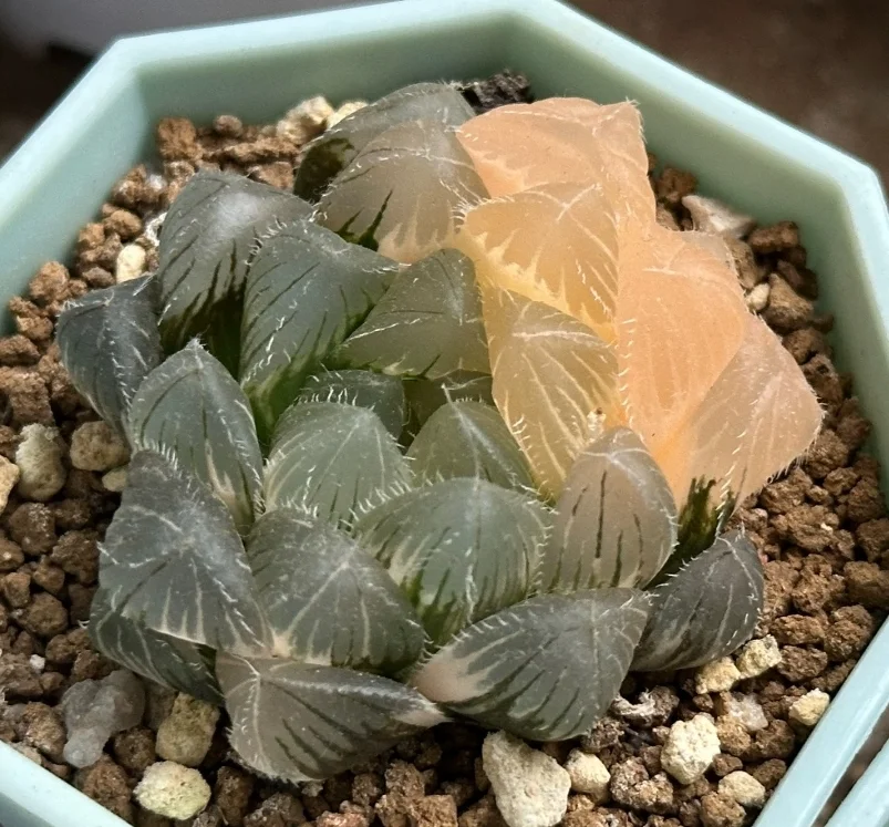 plant Aeonium Echeveria Haworthia  Caudex  Lithops Cactus  Agave 