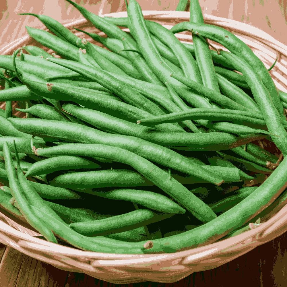 Bush Beans &lsquo;Contender&rsquo; &ndash; Early, Disease-Resistant Green Pods