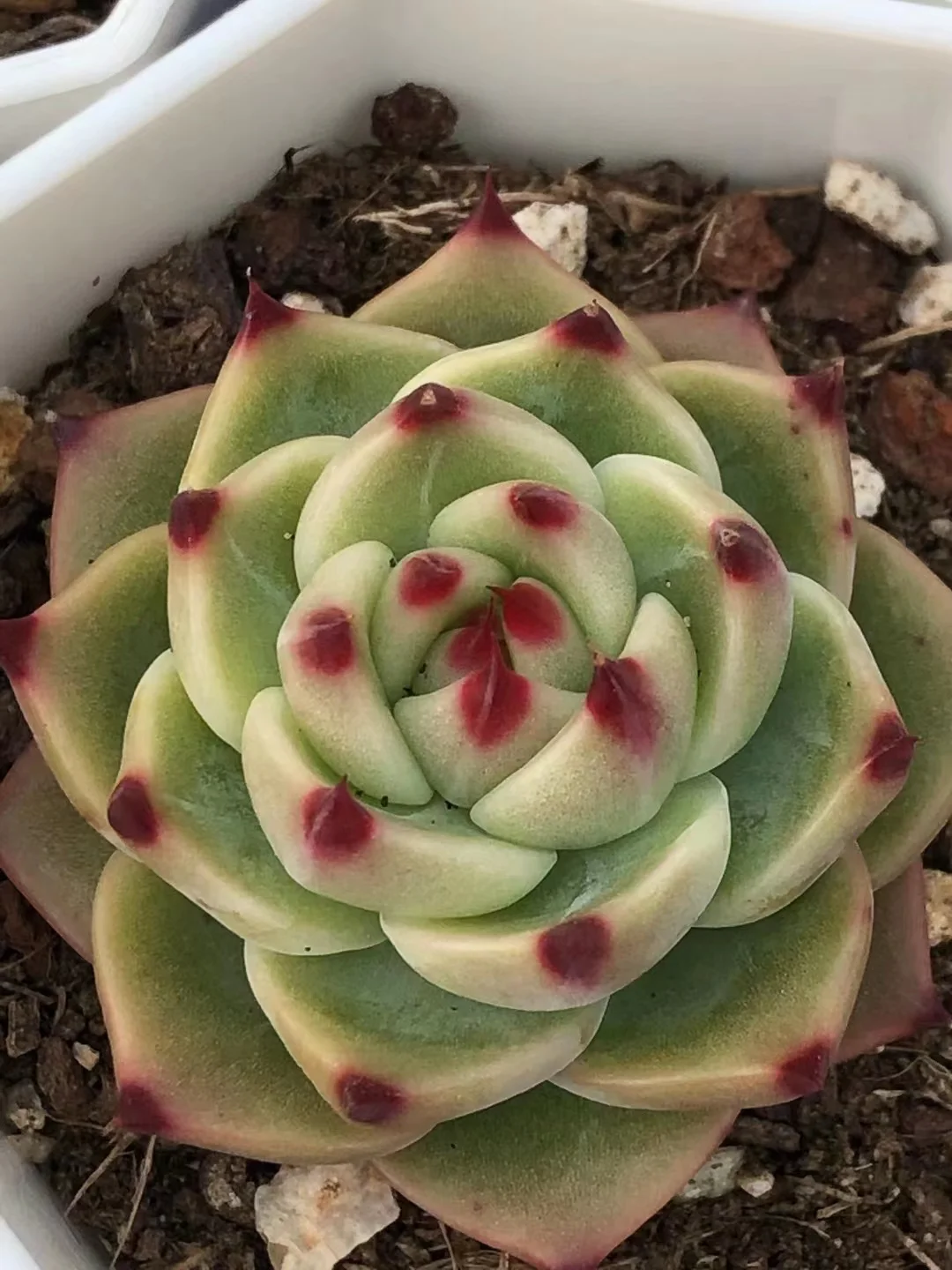 plant Aeonium Echeveria Haworthia  Caudex  Lithops Cactus  Agave 