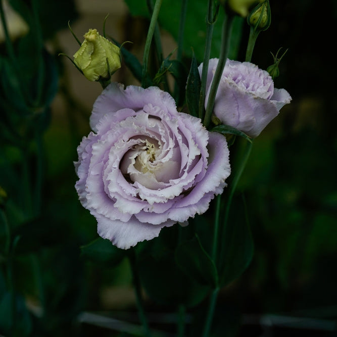 Lisianthus Celeb 2 Blue Chateau Flower | X 20 Seeds (NOT TO WA)