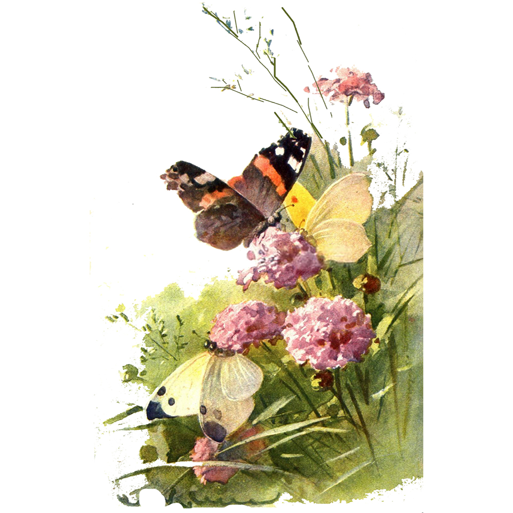 

Butterfly Flower - 11CT Stamped Cross Stitch - 30*50CM, 501 Original