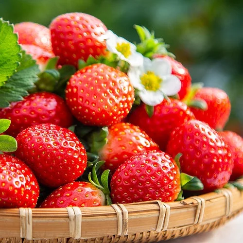 Cream Strawberry Seeds