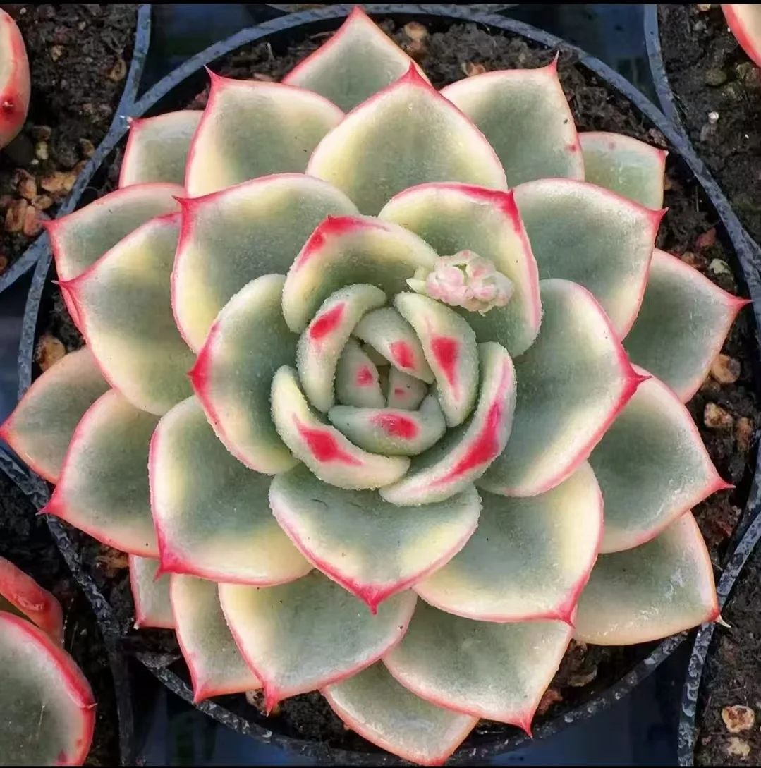 plant Aeonium Echeveria Haworthia  Caudex  Lithops Cactus  Agave 