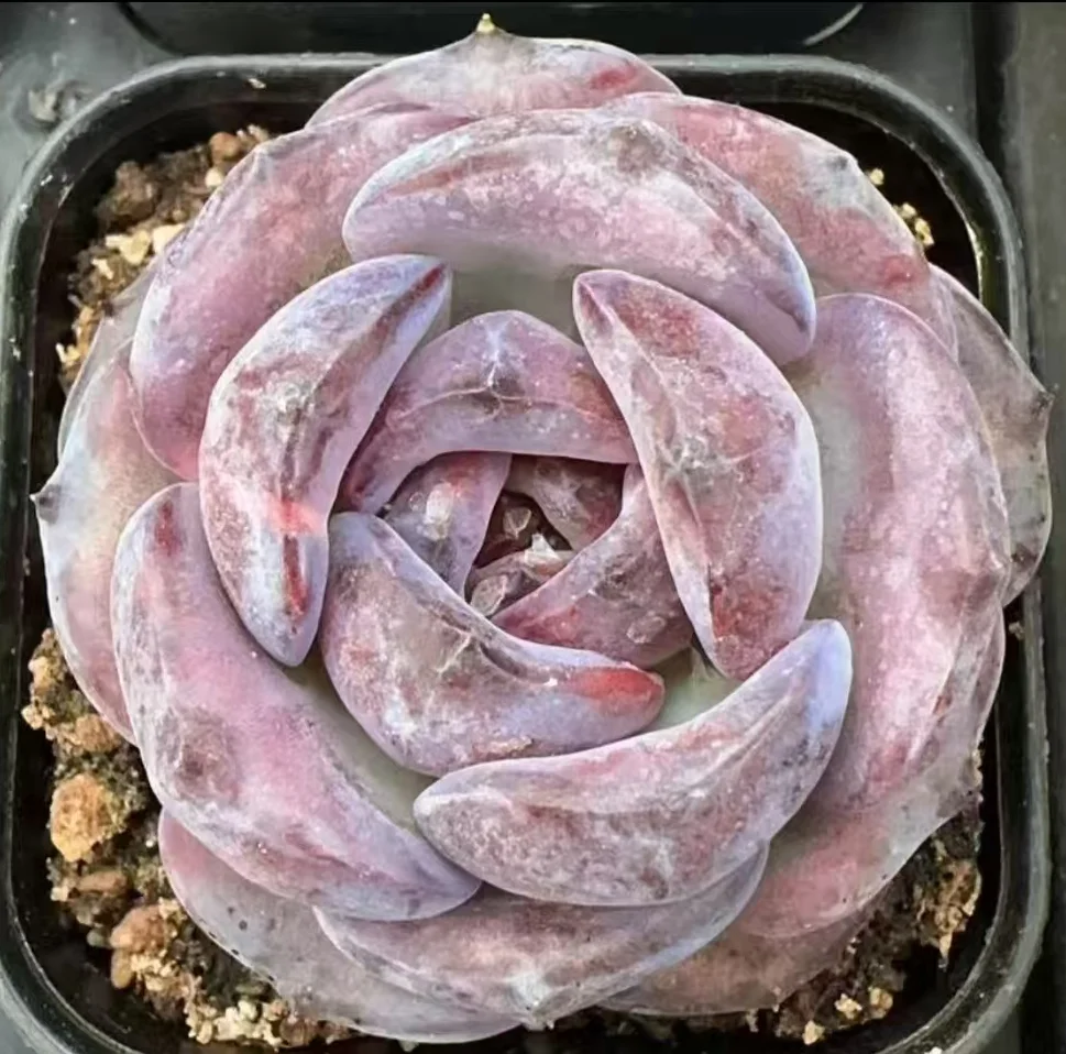 plant Aeonium Echeveria Haworthia  Caudex  Lithops Cactus  Agave 