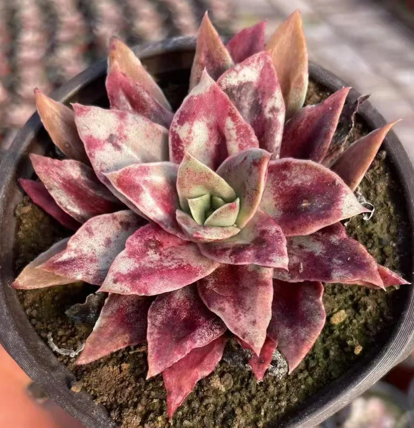 plant Aeonium Echeveria Haworthia  Caudex  Lithops Cactus  Agave 