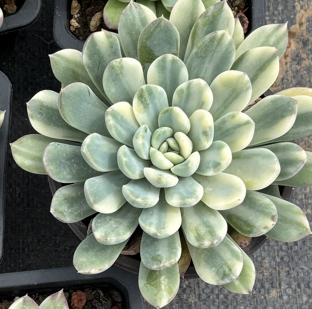 plant Aeonium Echeveria Haworthia  Caudex  Lithops Cactus  Agave 