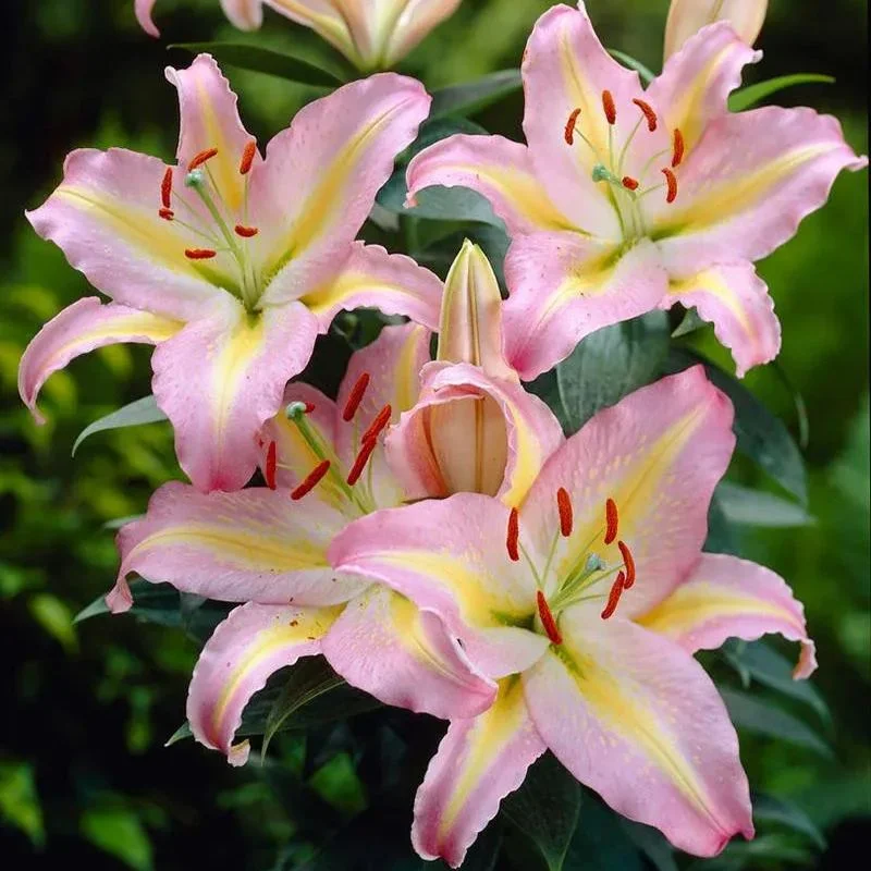 Black border-Rare Exquisite Lily Bulbs 🌸