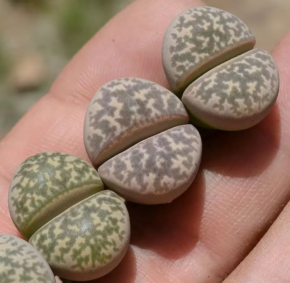 plant Aeonium Echeveria Haworthia  Caudex  Lithops Cactus  Agave 