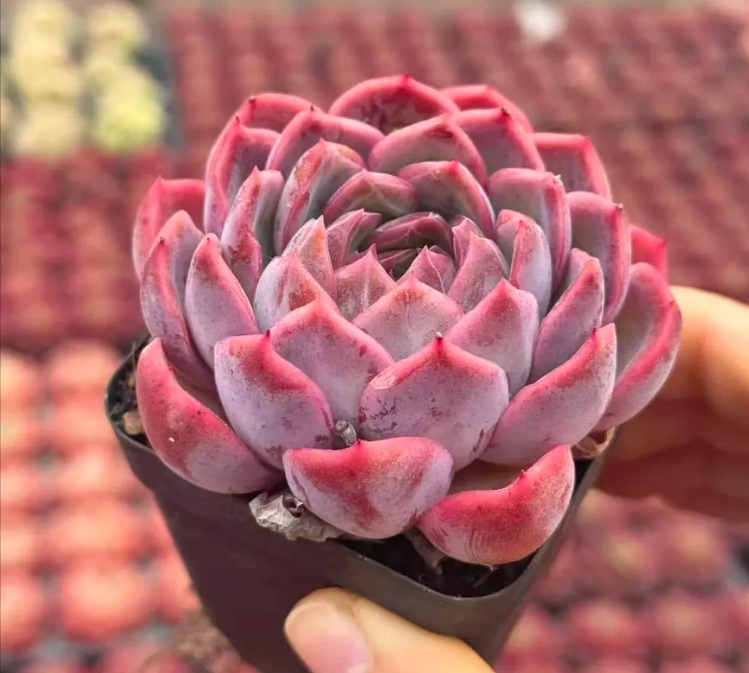 plant Aeonium Echeveria Haworthia  Caudex  Lithops Cactus  Agave 