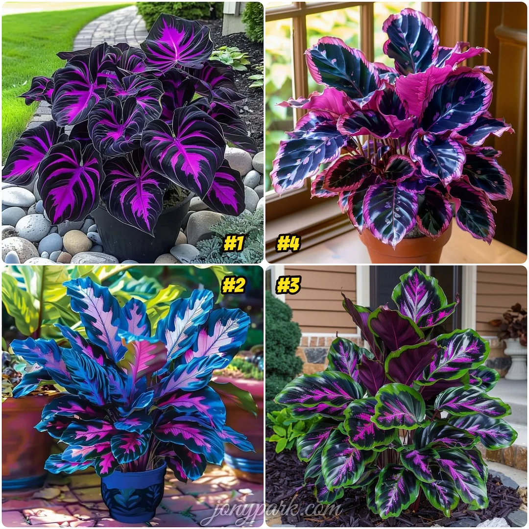 Calathea Couture Purple Seeds Jonyparkseed®