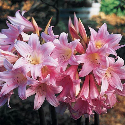 Amaryllis belladonna