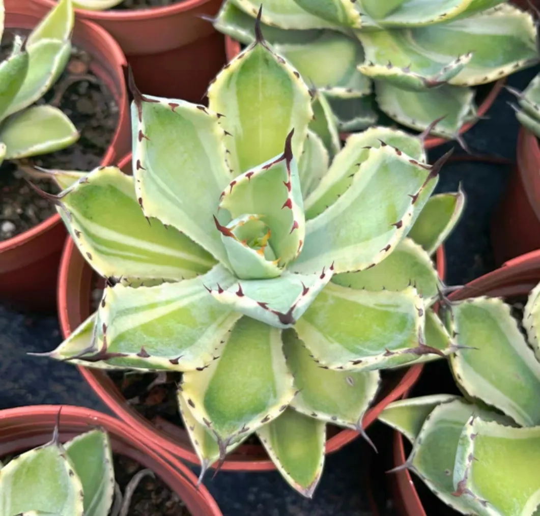 plant Aeonium Echeveria Haworthia  Caudex  Lithops Cactus  Agave 