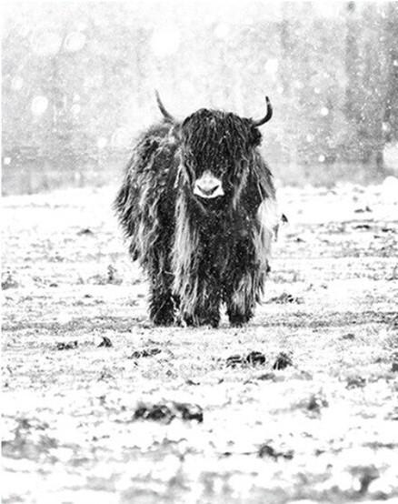 

Highland cow in Snow – Paint By Numbers - 40*50CM, 501 Original