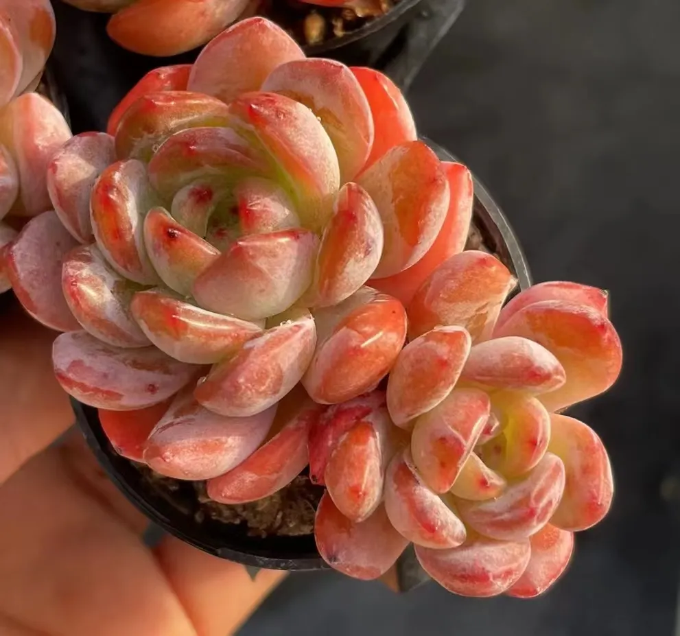 plant Aeonium Echeveria Haworthia  Caudex  Lithops Cactus  Agave 