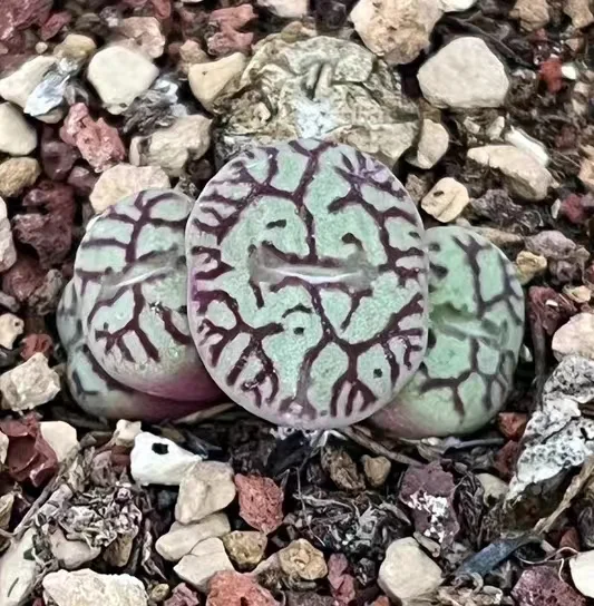 845.  Conophytum  monkey face minimum  3 heads cluster / Lithops and Conophytum  /  Succulent plants / Garden landscape / Carefully select healthy plants