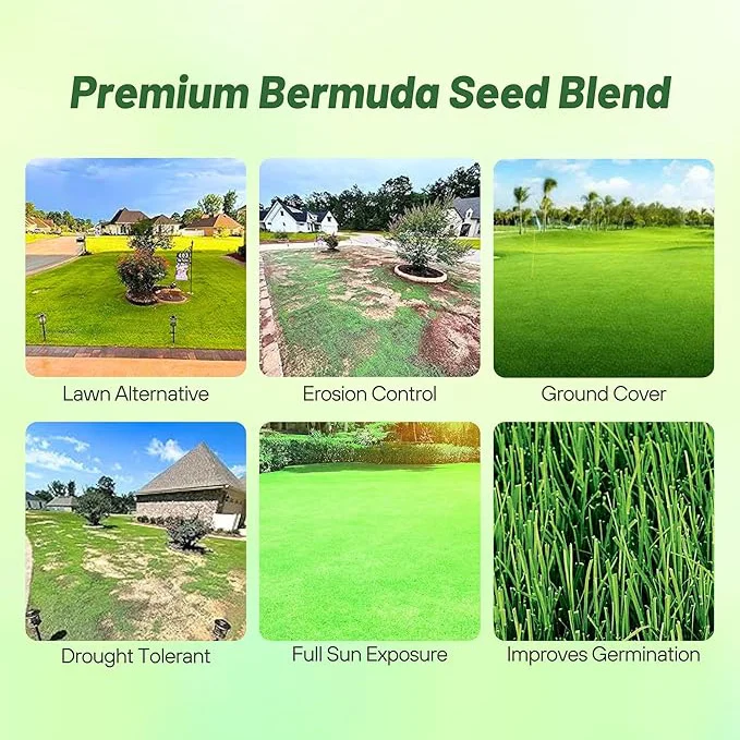 Oasis Bermuda Grass Seed