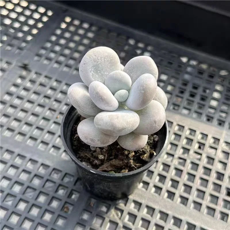 plant Aeonium Echeveria Haworthia  Caudex  Lithops Cactus  Agave 