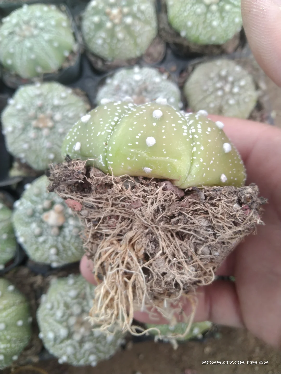 plant Aeonium Echeveria Haworthia  Caudex  Lithops Cactus  Agave 