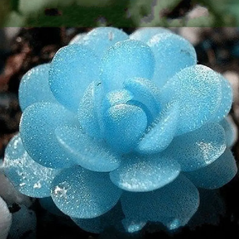 Egrow 100 PCS Blue Lithops Perennial Garden Plants Seed Jonyparkseed®