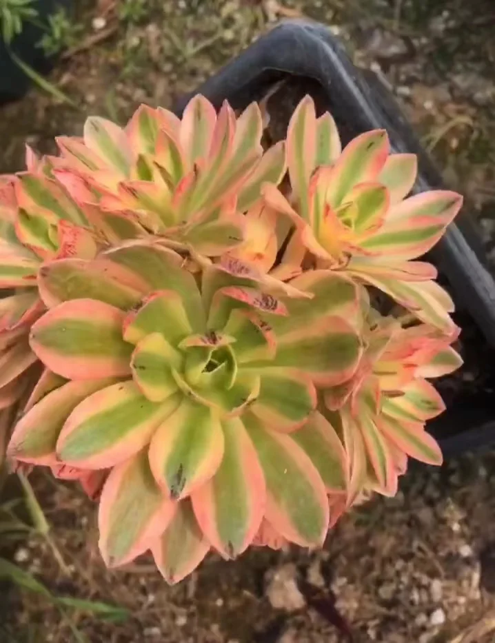 618.  Holy night brocade cutting 4-6cm / Aeonium cutting/ Aeonium plants / Garden landscape / Carefully select healthy plants