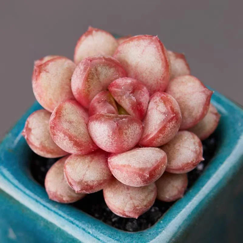 536. Echeveria Graptoveria "amethorum" single head and cluster / Echeveria /Succulent plants / Garden landscape / Carefully select healthy plants