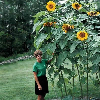 Sunflower Mammoth