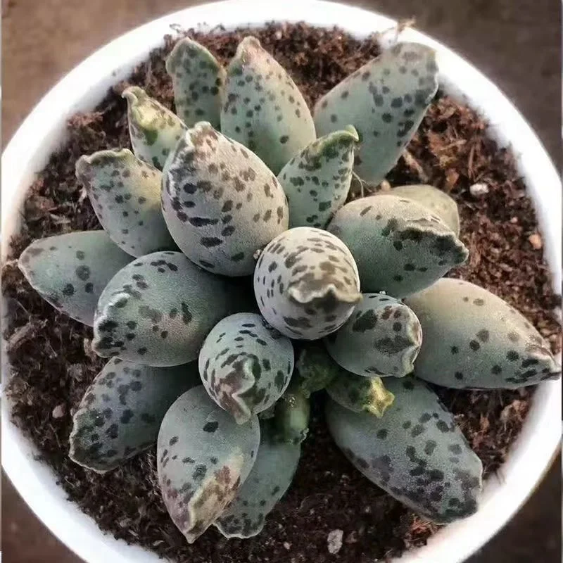 plant Aeonium Echeveria Haworthia  Caudex  Lithops Cactus  Agave 